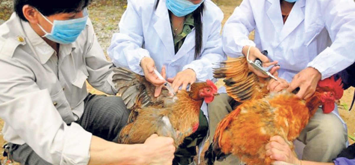 काठमाडौं उपत्यकाका तीन ठाउँमा बर्डफ्लू संक्रमण पुष्टि
