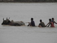 तस्वीरमा बाढीको वितण्डता