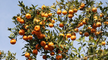 संखुवासभामा १९ करोड रुपैयाँ बढीको सुन्तला कारोवार