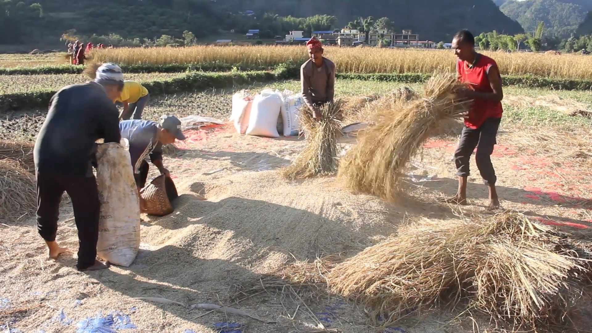 गुल्मीका किसान धान खेती भित्र्याउन व्यस्त