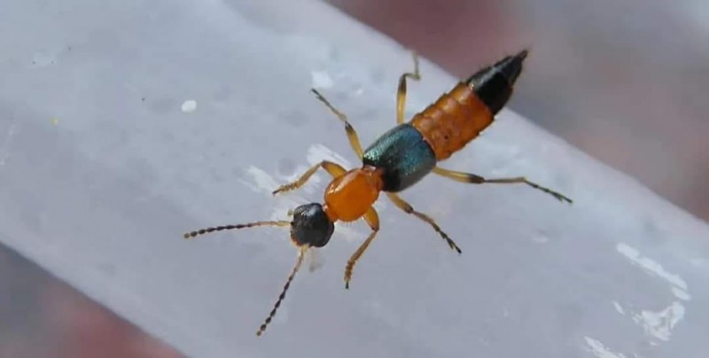 नाइरोबी फ्लाईबारे अनुसन्धान गर्दै सरकार