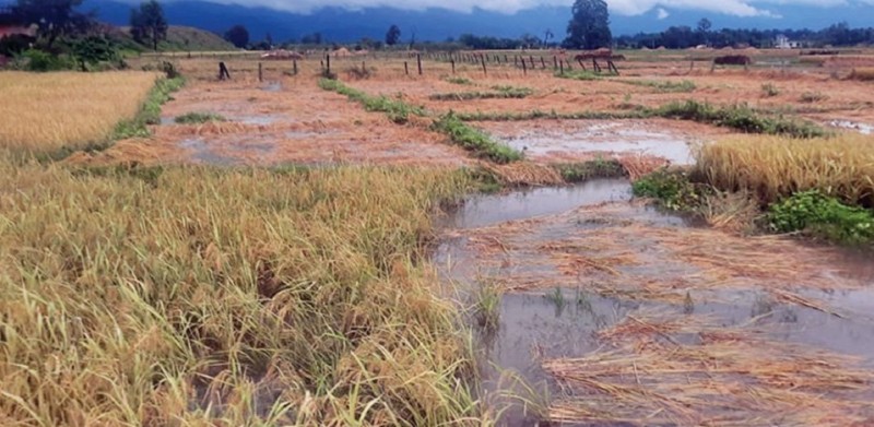 लगातारको झरीले धानबालीमा क्षति