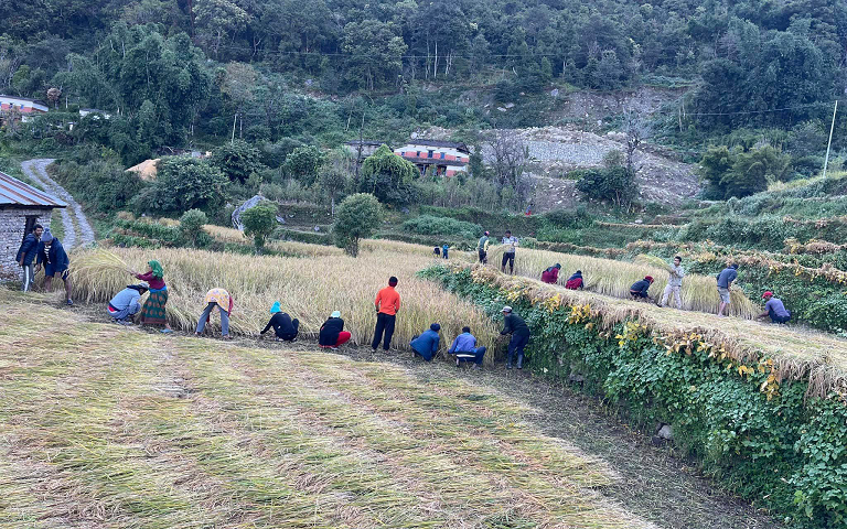इलाम : उम्मेदवारलाई भोट र किसानलाई धान थन्काउने चिन्ता