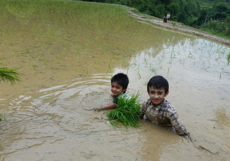 मधेशमा परेन पानी, भएन रोपाइँ