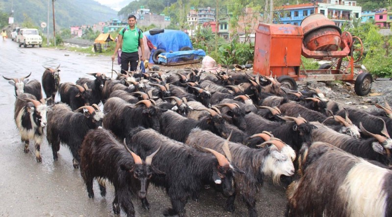 तिब्बतबाट भेडा, च्याङ्ग्रा आयात नहुँदा, खसीबोका महँगियो