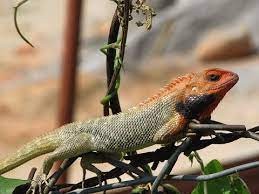 नेपालमा भेटियो छेपारोको नयाँ प्रजाति