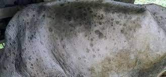 पर्सामा पनि देखियो लम्पीस्किन रोग