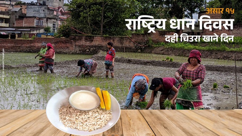 आज राष्ट्रिय धान दिवस, दही च्यूरा खाँदै रोपाइँ गरिँदै