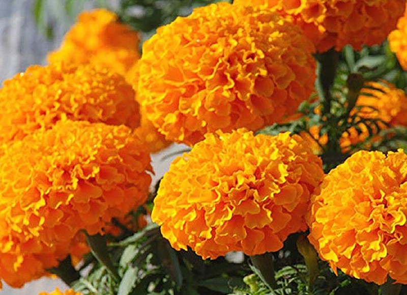 सयपत्री फूलको माग बढ्यो