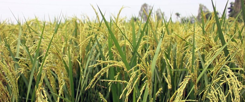 धानमा दाना लागेन