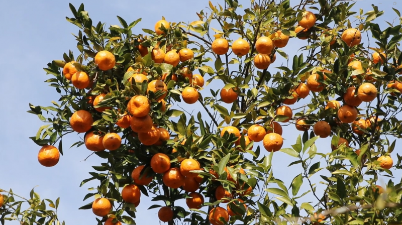 संखुवासभामा १९ करोड रुपैयाँ बढीको सुन्तला कारोवार