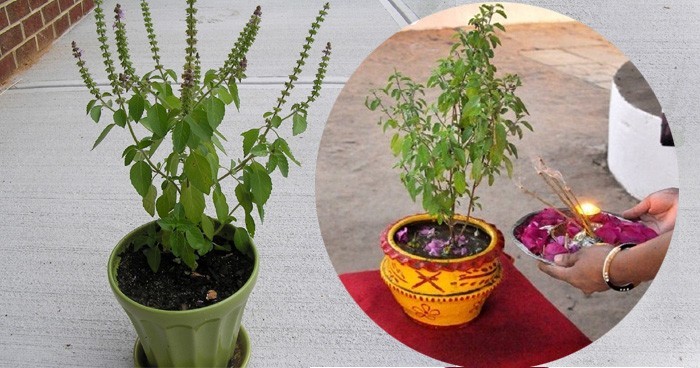 आज हरिबोधनी एकादशी