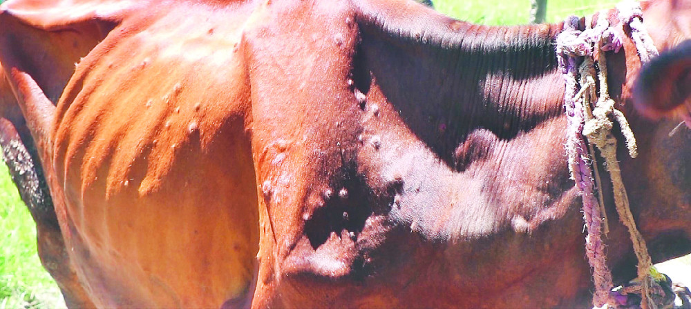 तराईका पशुहरुमा देखियो छालामा हुने गिर्खे रोग