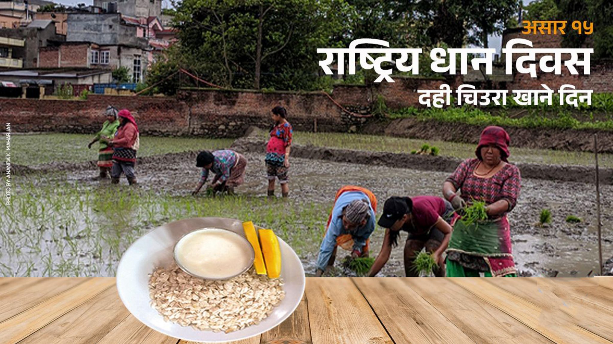 आज राष्ट्रिय धान दिवस, दही च्यूरा खाँदै रोपाइँ गरिँदै