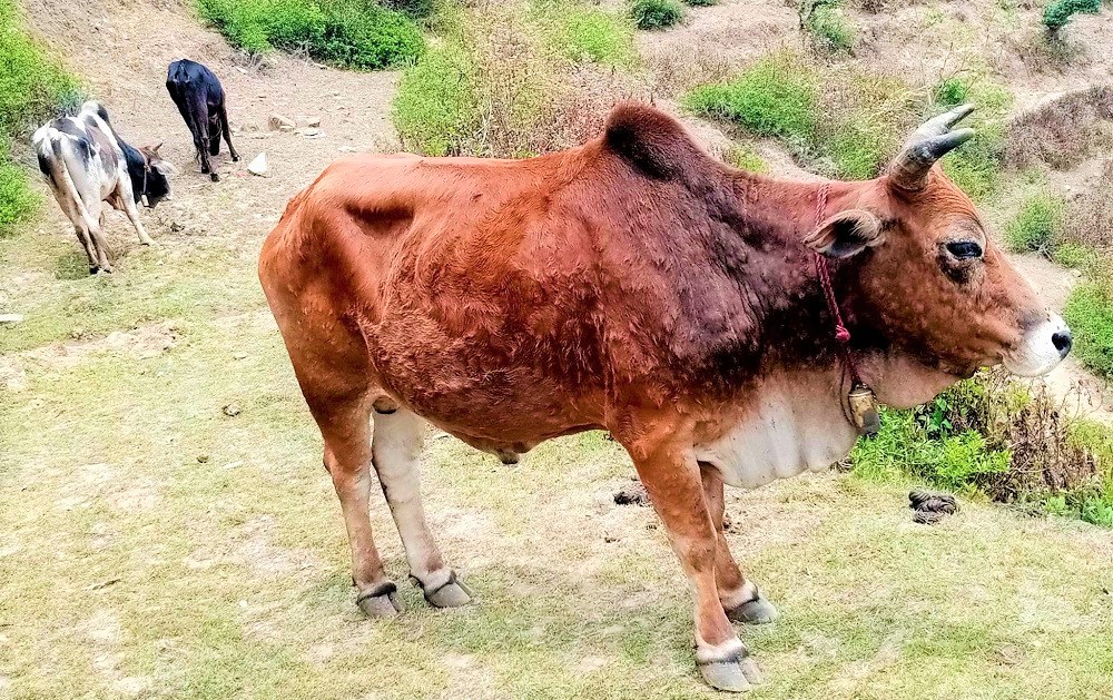 पशुमा लम्पी रोग बढ्दा दूध उत्पादनमा कमी